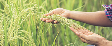 Agricultural-Task-gulamrabbi