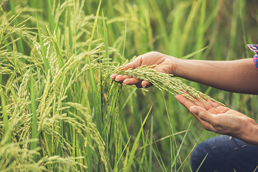 Agriculture-gulamrabbi